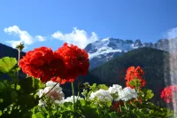 Meublè Rosalpina - Mountain view