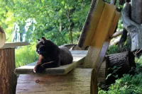 Woidhaisl - Pet friendly