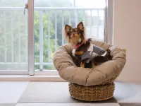 Shinojima Takamineso