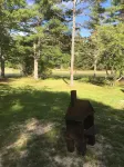 Merchant's Log Cabin