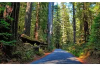 Remodeled barn with spectacular Views near redwoods and coast!