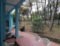 Bibbona Summer - Pineta 1