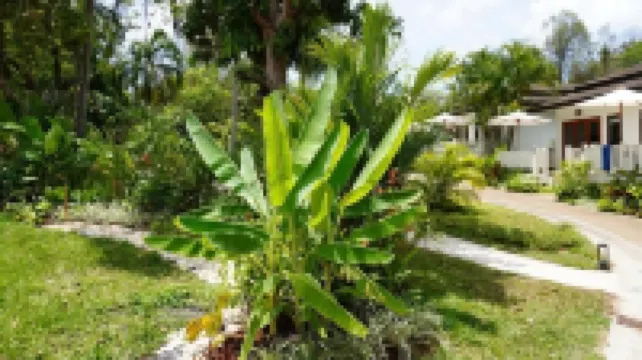 ทรียา ลันตา