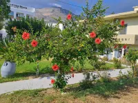 Galini Beach Hotels in Myrthianos Plakias
