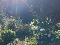 Charming 1-bedroom house surrounded by trees just outside tranquil Waldport Hotels in Waldport