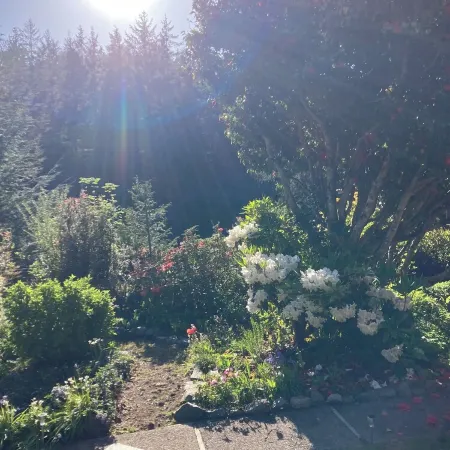 Charming 1-bedroom house surrounded by trees just outside tranquil Waldport
