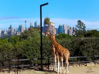 Explore Sydney from Stylish North Shore Apartment