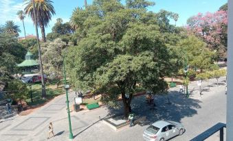 a large tree in the middle of a city street , with cars parked on the side at Plaza Hotel