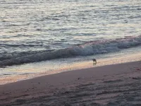 Breakers West 2 Bedroom Luxury Beach  Condo