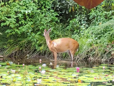 Fire Pit, Kitchenette and Streaming TV - Charming Cozy Cottage Отели рядом с достопримечательностью «Трейлхед фор Йеллоу Маунтин Трейл»