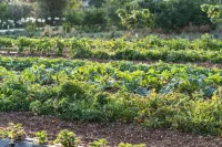 파나세아 레지던스