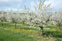 Villa Orchard Frankfurt
