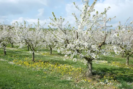 Villa Orchard Frankfurt Отели рядом с достопримечательностью «Hofheim(Ts)»