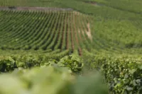 Maison Au Pied Des Vignes Hotels in Vosne-Romanee