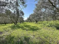In the middle of 300 olive trees, quiet, part of a farmhouse, with 2 master suites Hotel a Cavaillon