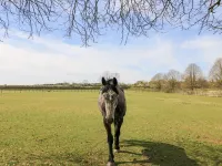燕子開間
