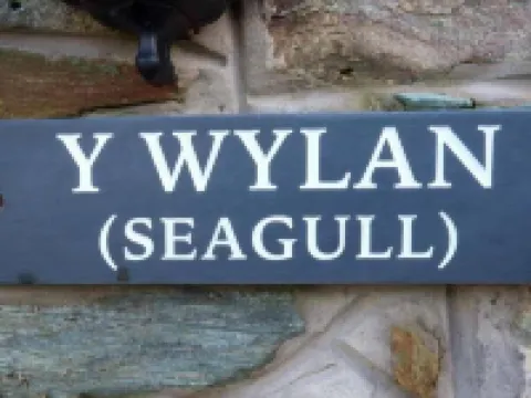 Y Wylan