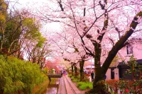 Stay SAKURA Kyoto Gyoen East
