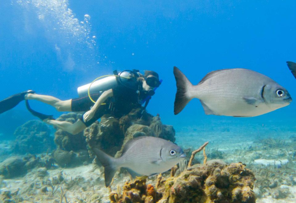 Occidental Cozumel - All Inclusive Resort Over view