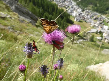 Rustica 4 Отели в г. Saas-Almagell