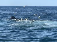 Modernized, renovated, cozy cottage steps away from a private beach.