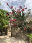 Tamani Villas - Annex Hotels in Matemwe