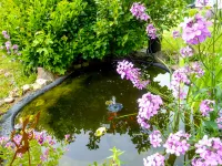 Schmetterlingsgarten
