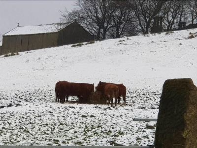 three brown cows are standing in a snowy field , with one of them looking towards the camera at Knights