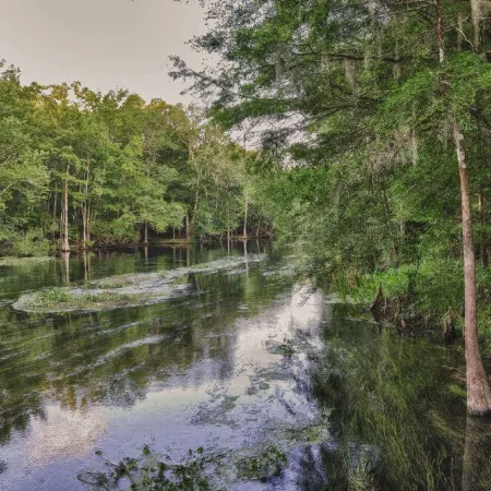 Relax on a Beautiful River in a Natural Florida Setting