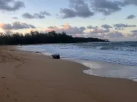 Huge 6 Br/6 ba Beachfront, for Big Groups,A.C. Accessible, in Relaxed Old Hawaii Hotels in Anahola