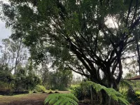 Cozy cabin under majestic banyan tree