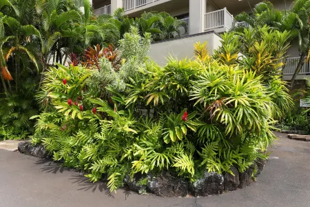 Kuhio Shores 107