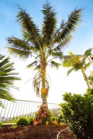 Traditional house. Fantastic sea view. Large outdoor spaces with barbecue.