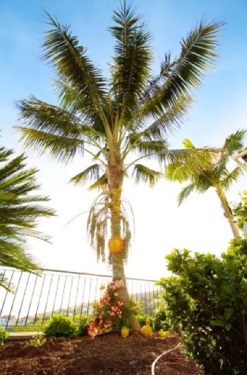 Traditional house. Fantastic sea view. Large outdoor spaces with barbecue.