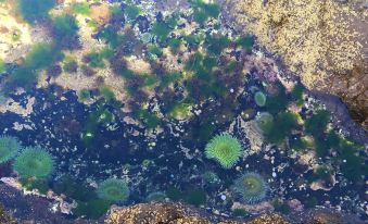 Baja Off the Grid, Luxury Nature Glamping Retreat