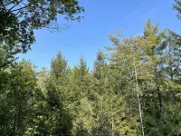 Cozy tiny home, immersed in the forest, overlooking the pond! Hotels in Caledon