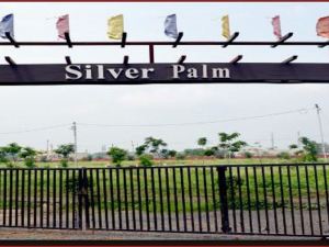 The Silver Palm