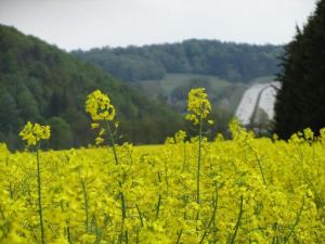 Ferienwohnung Brunow "In der Natur Zuhause"