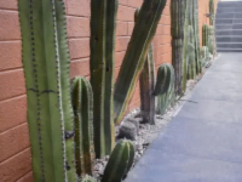 ホテル カーサ サント トマス オアハカのホテル