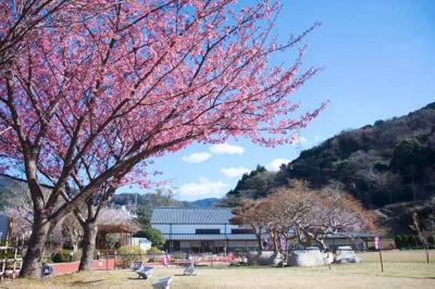 庭 ホテルラフォーレ修善寺の写真