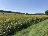 Well-equipped large vacation apartment for 4 people with lots of comfort Hotels in Gersheim