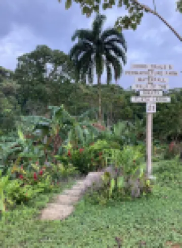 Tranquil Waterfall Studio, Oceanfront with Jungle Hiking and Starlink