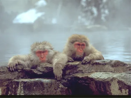 Shimizuya Ryokan (Nagano) Отели рядом со станцией Нагано