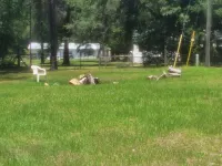 The Olde Salt Springs Cabin