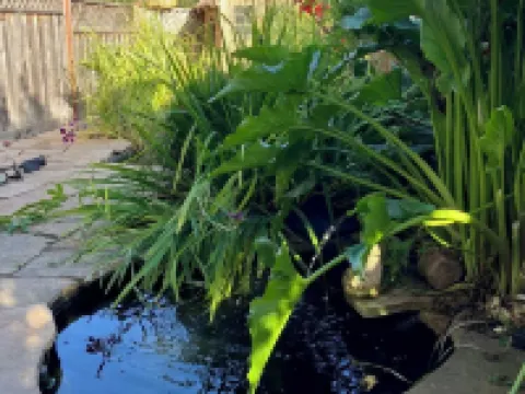 Aptos Bayview, Large 1 Br.Cottage, Pets & Parking. Ocean View Deck, Fire Pit Hotels in Aptos