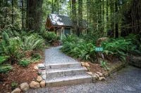 Secluded Cabin in Redwood Forest