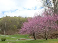 Scenic cabin near Hungry Mother, Mount Rogers, and Grayson Highlands Parks Hotels in Smyth County