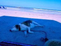 UPDATED BEACHFRONT & DOG FRIENDLY-BREED RESTRICTIONS Hotels near St. Johns County Ocean Pier & Courts Park