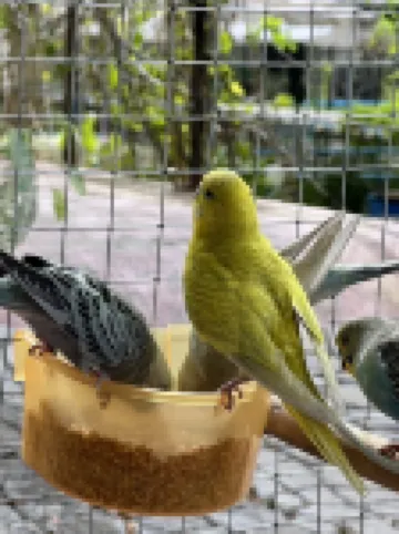 บานาน่า เพลส รีสอร์ท