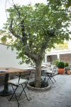 Smokvica Dorćol B&B